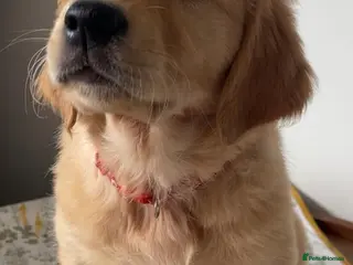 Golden Retriever dogs Chunky KC Female Golden Retrievers - Advert 6