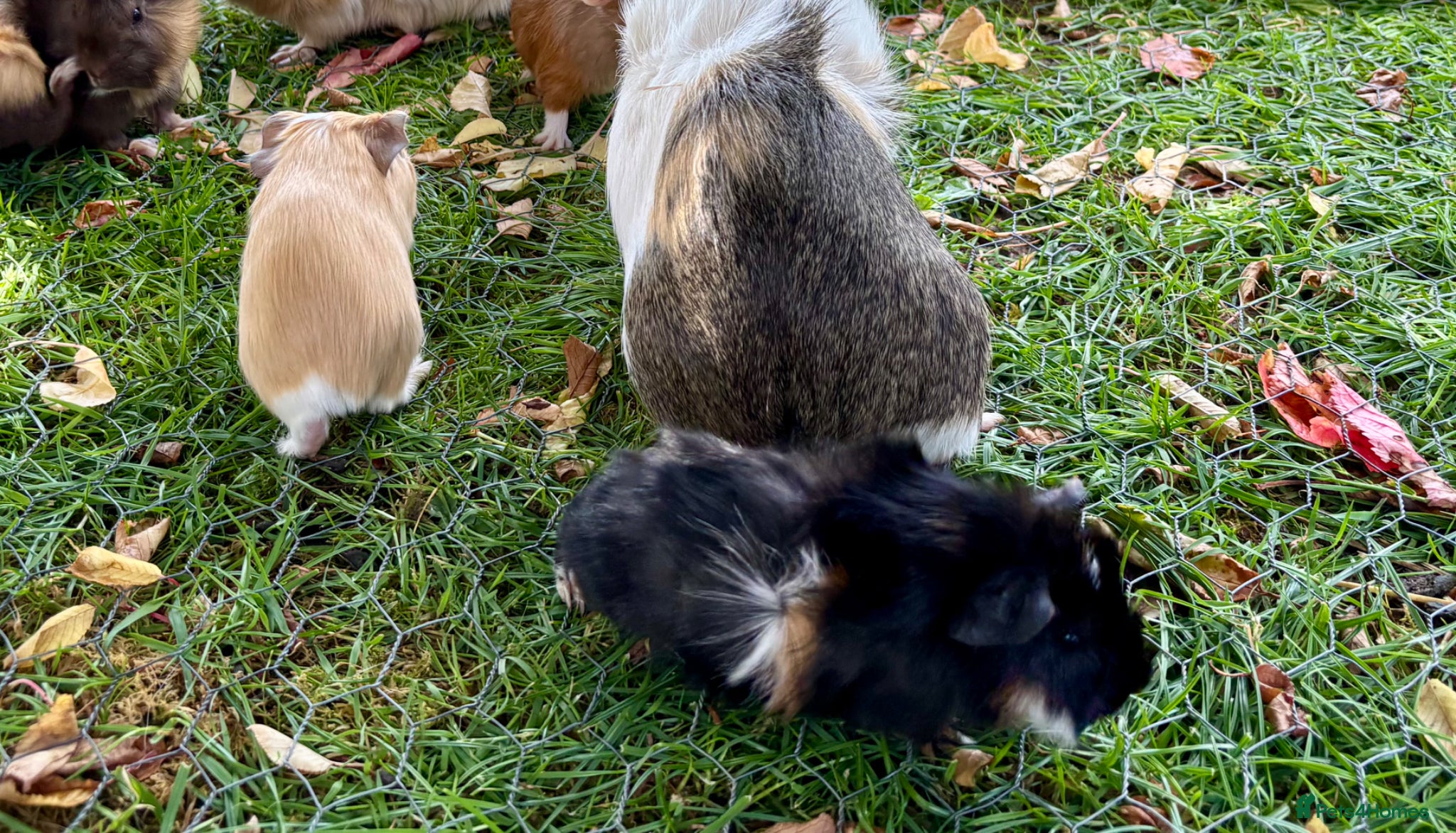Guinea Pig rodents for sale: Baby Guinea Pigs for sale  - Advert 8
