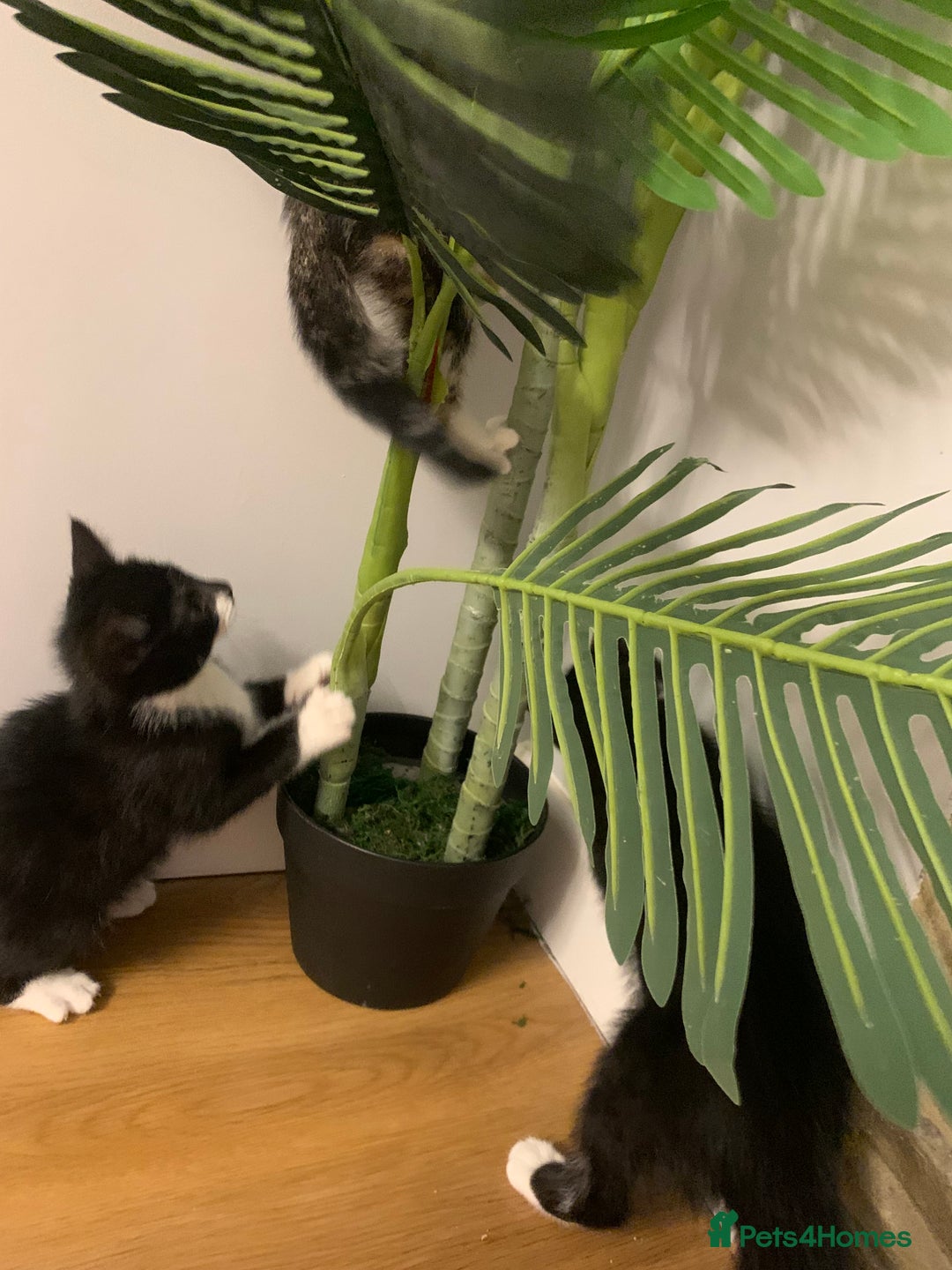 Mixed Breed cats for sale: Fluffy,bengal mixed,energetic kittens - Image 13