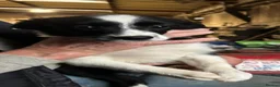 Mixed Breed dogs for sale: Male and Female puppy for sale - Advert 8