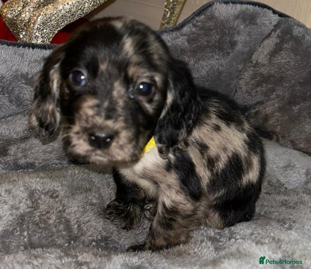 Cocker Spaniel dogs for sale: 6 beautiful cocker spaniel puppies  - Advert 9