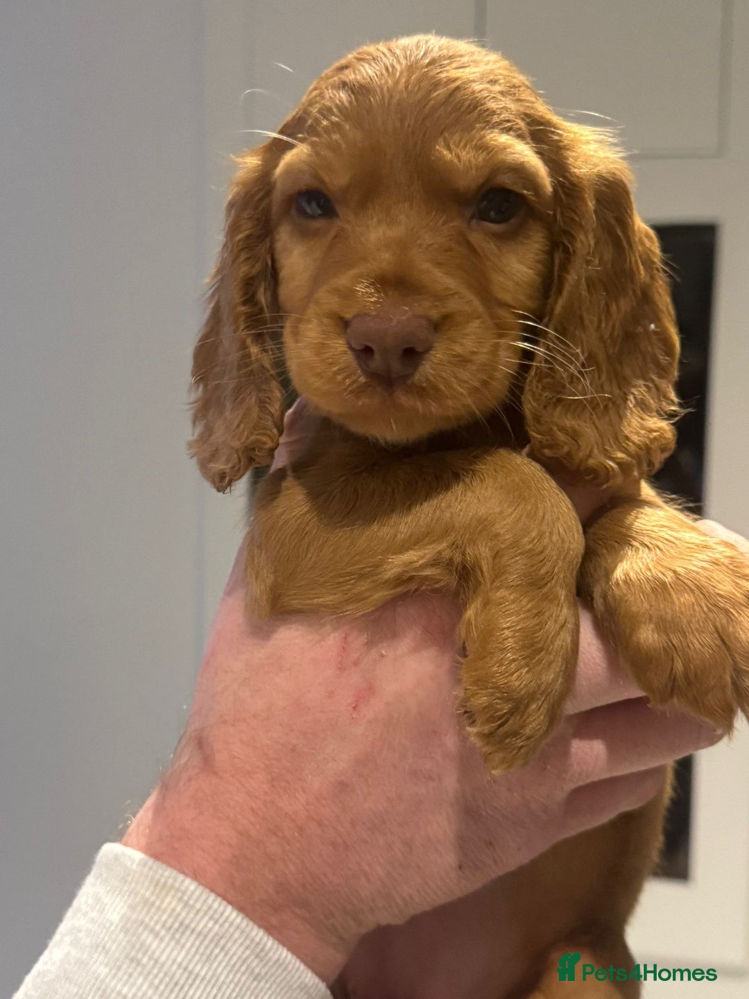 Cocker Spaniel dogs for sale: Working cocker Female Puppy  - Advert 2