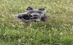 Mixed Breed dogs for sale: Handsome grey Lurcher 9 month old   - Image 14