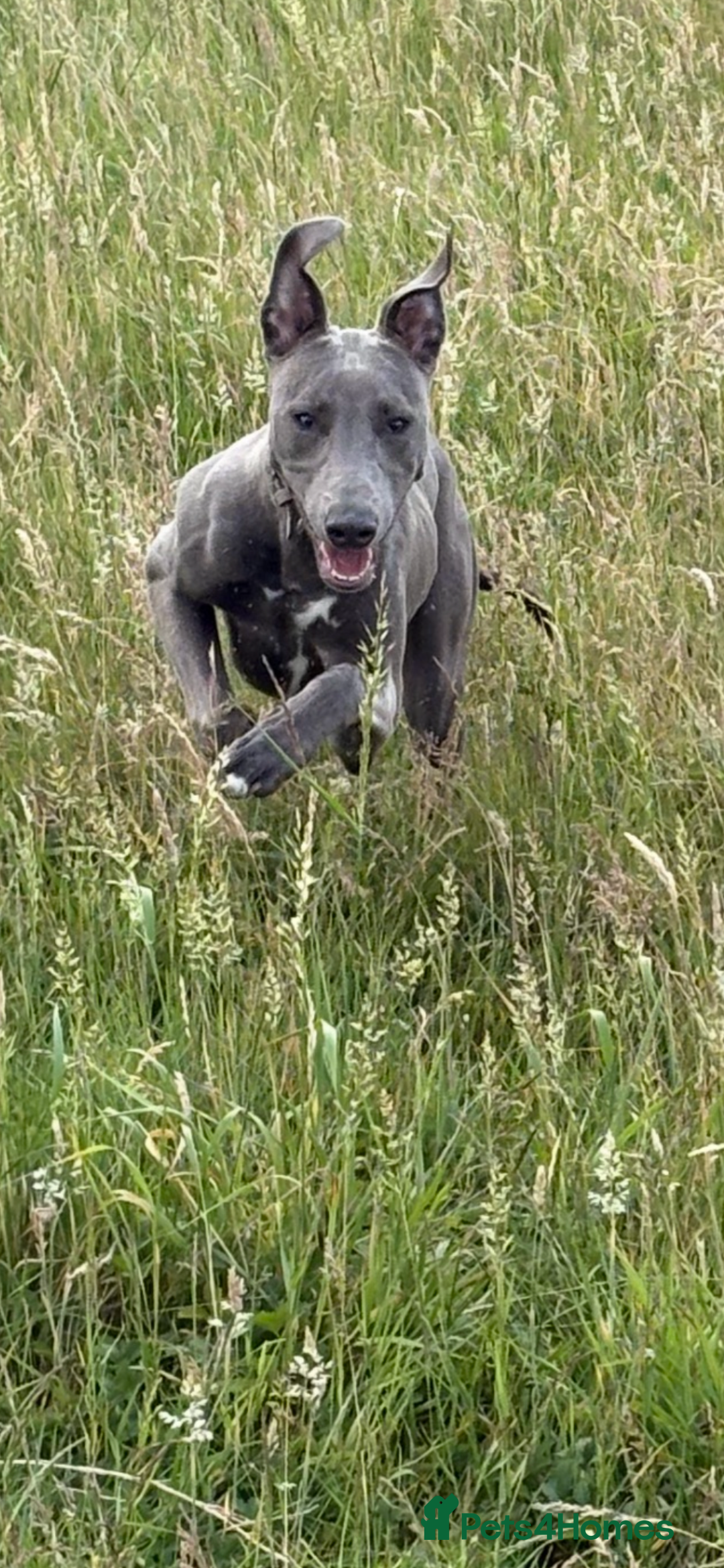 Mixed Breed dogs for sale: Handsome grey Lurcher 9 month old   - Image 14