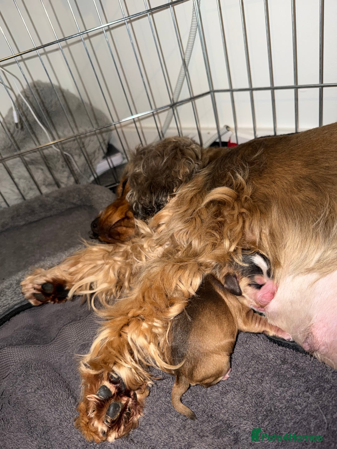 Cocker Spaniel dogs for sale: Showtype Cocker spaniel pups KC registered  - Advert 13