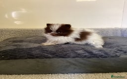 Pomeranian dogs for sale: Pomeranian  - Image 12