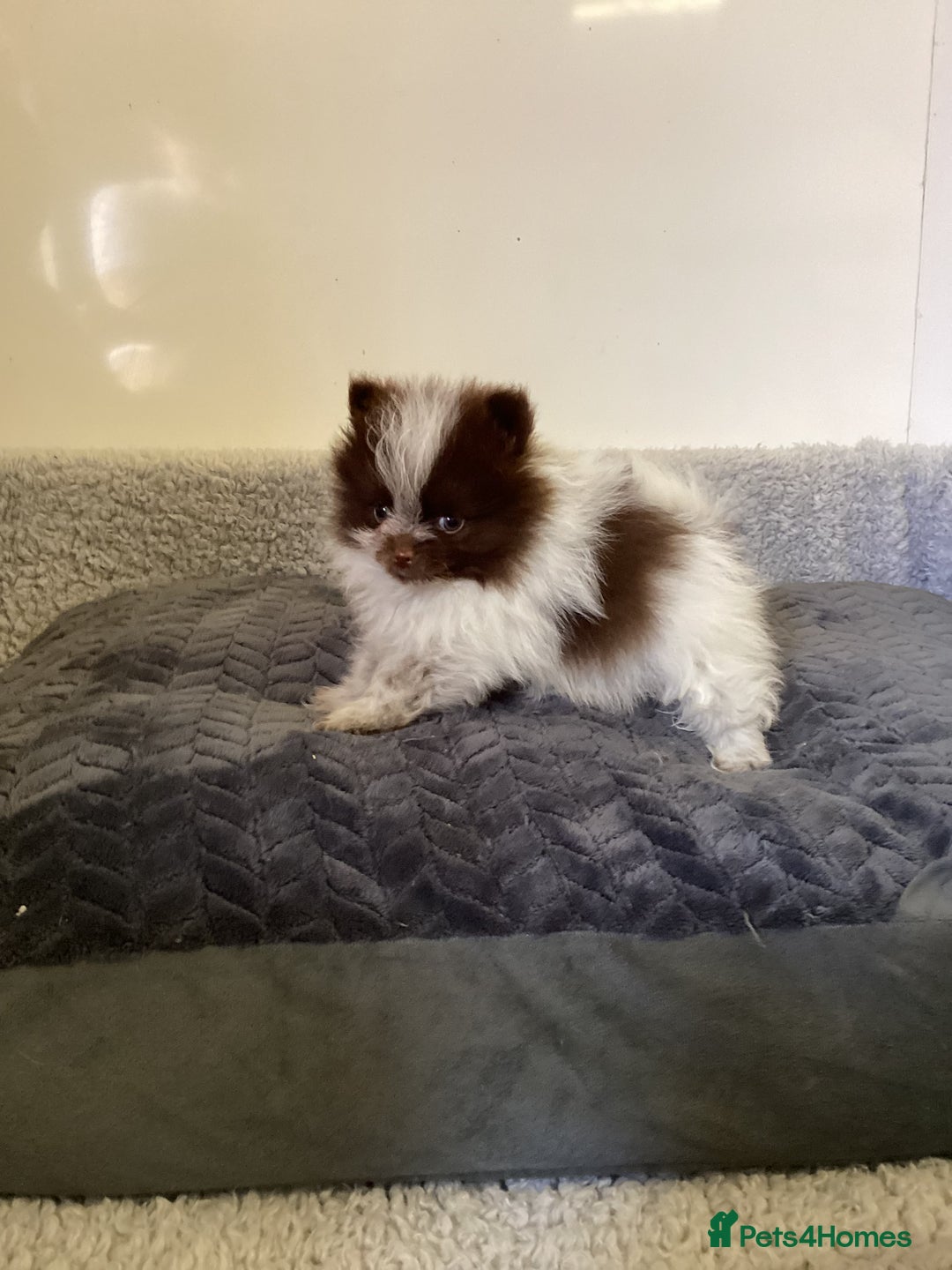 Pomeranian dogs for sale: Pomeranian  - Image 12