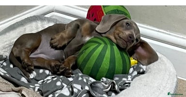 Dachshund dogs 🏡🐾 Isabella Dachshund Puppies - Ready Now 🐾🏡 - Advert 10