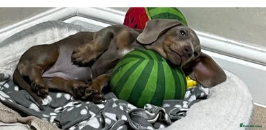 Dachshund dogs 🏡🐾 Isabella Dachshund Puppies - Ready Now 🐾🏡 - Advert 10