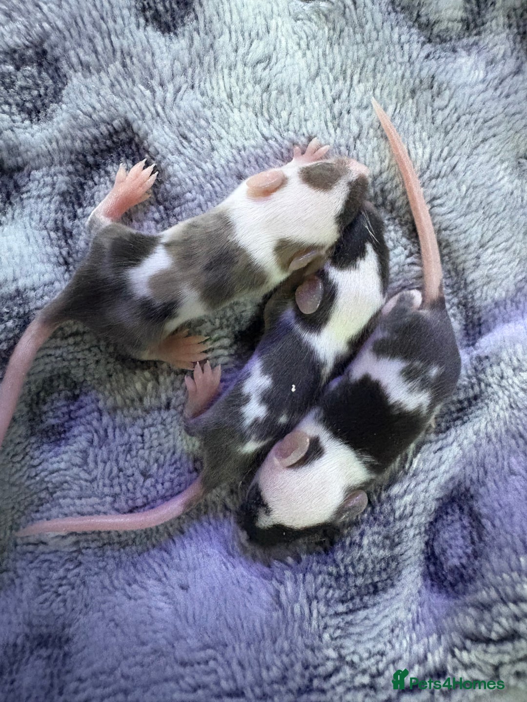 Mouse rodents for sale: Baby mice males and females  in Honiton - Image 11