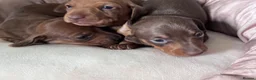 Miniature Dachshund dogs for sale: KC Registered Red Miniature Smooth dachshund pups - Advert 13