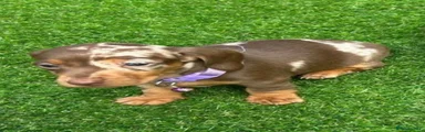 Miniature Dachshund 5