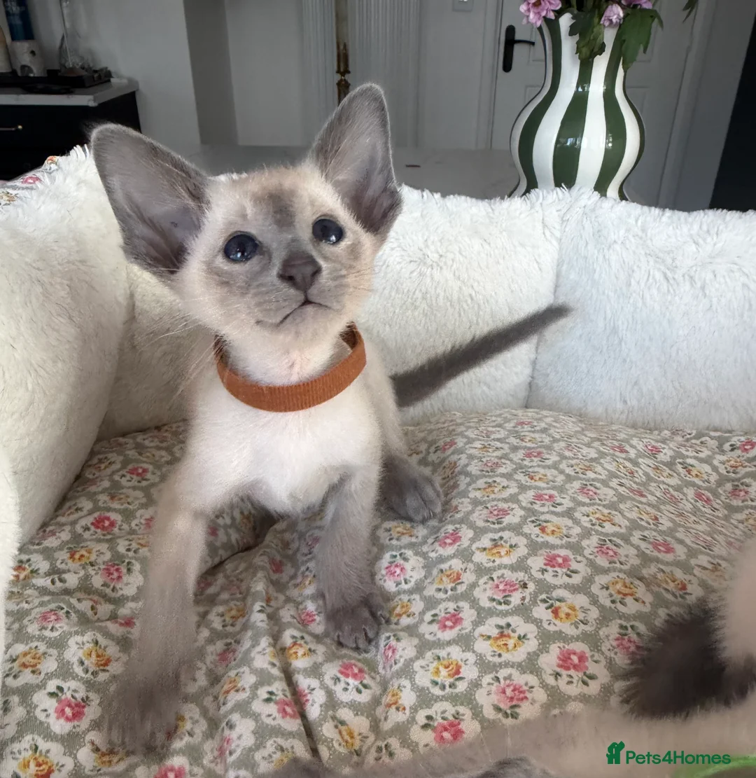 Siamese cats for sale: All reserved -Pedigree GCCF Registered - Advert 17