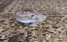 Scottish Fold cats for sale: Pure Scottish kittens in hull - Image 15
