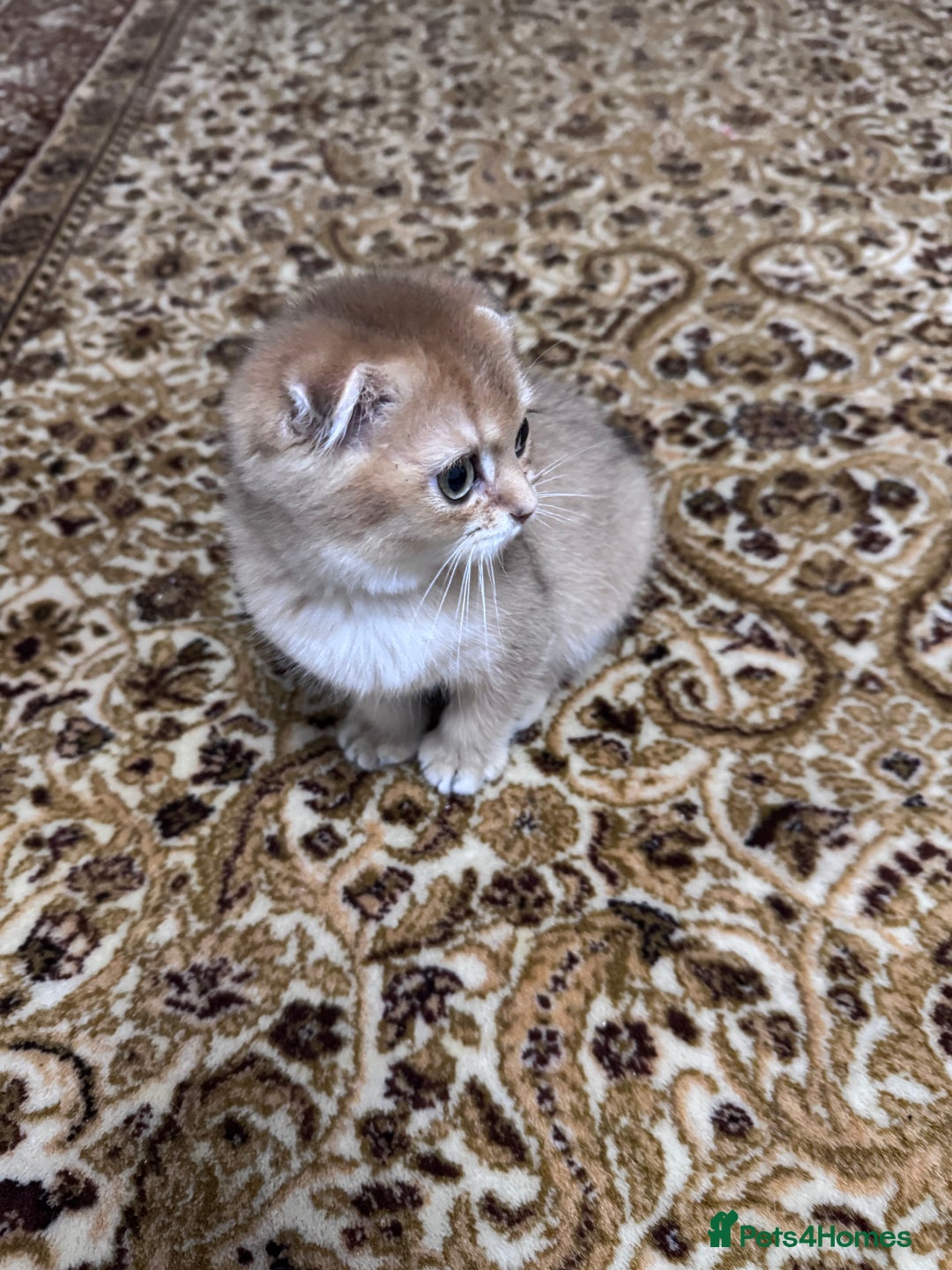 Scottish Fold cats for sale: Pure Scottish kittens in hull - Image 15