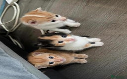 Mixed Breed cats for sale: I have four kittens for sale  - Image 1
