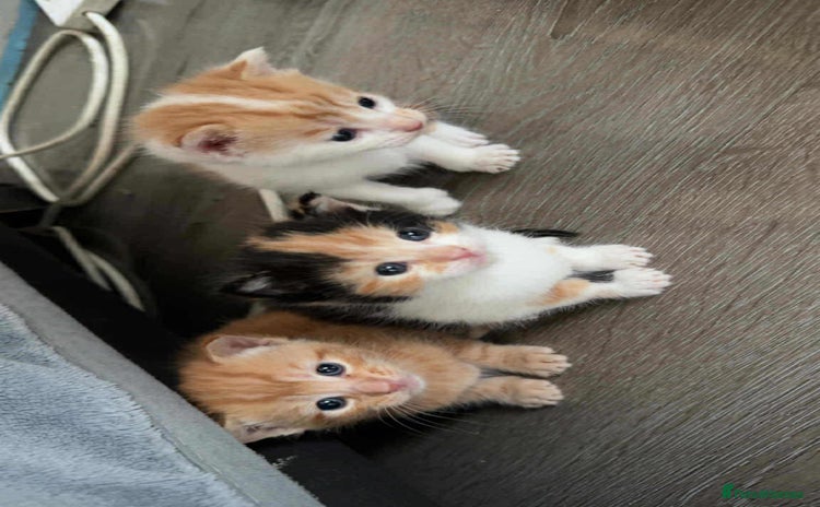 Mixed Breed cats - Advert 2