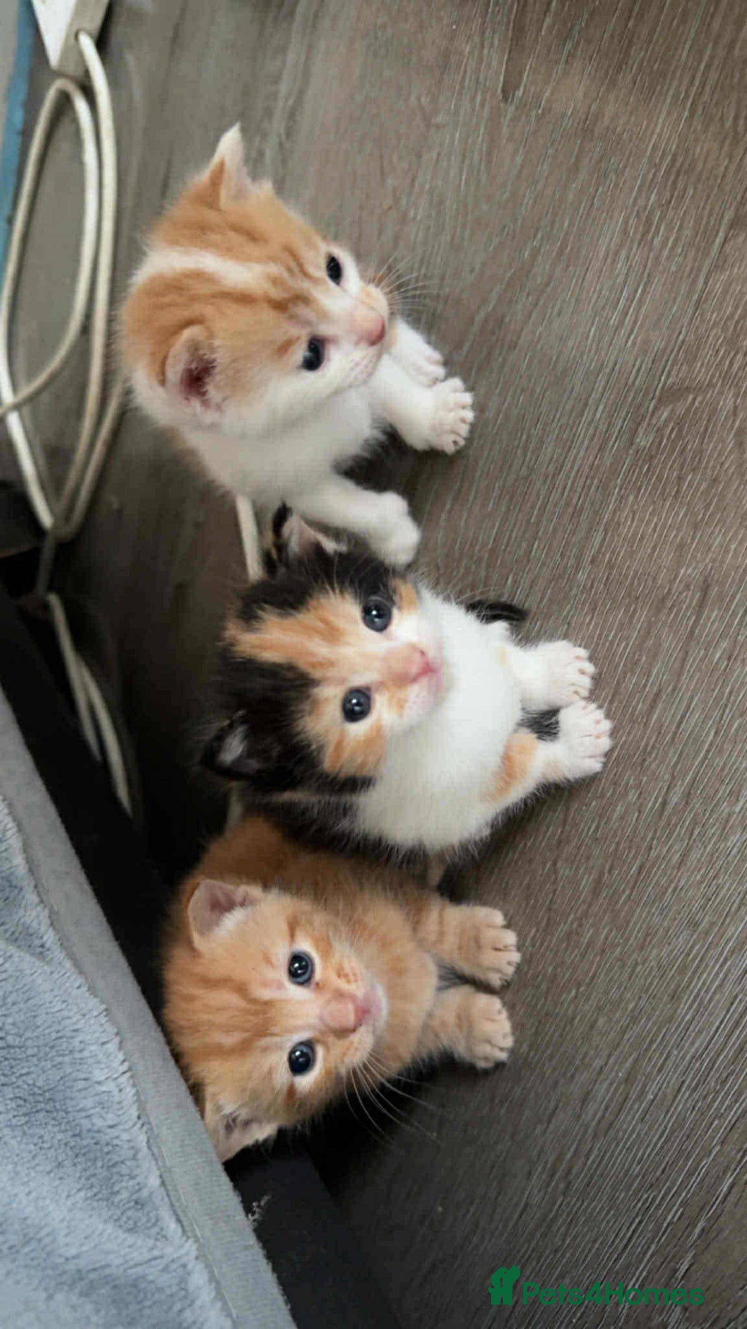 Mixed Breed cats for sale: I have four kittens for sale  - Image 1