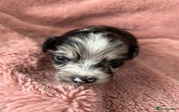 Mixed Breed dogs for sale: American cocker spaniel x Pomeranian  - Image 20