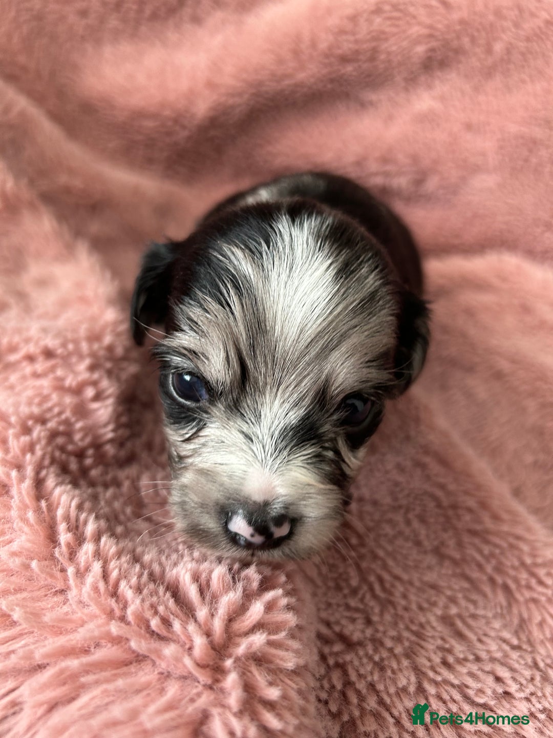Mixed Breed dogs for sale: American cocker spaniel x Pomeranian  - Image 20