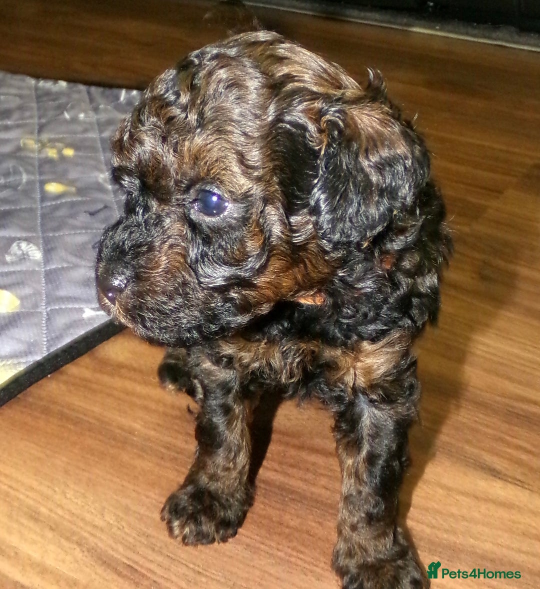 Toy Poodle dogs for sale: KC registered sable toy poodles  - Advert 19