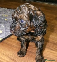 Toy Poodle dogs - Advert 8