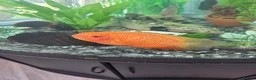 Other/Mixed Breed fish for sale: 2 large severums 1 golden 1 green  - Advert 2