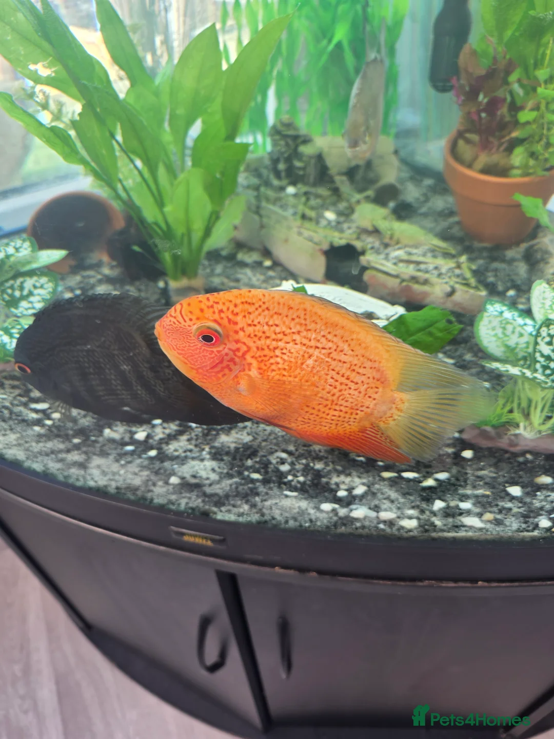Other/Mixed Breed fish for sale: 2 large severums 1 golden 1 green  - Advert 2