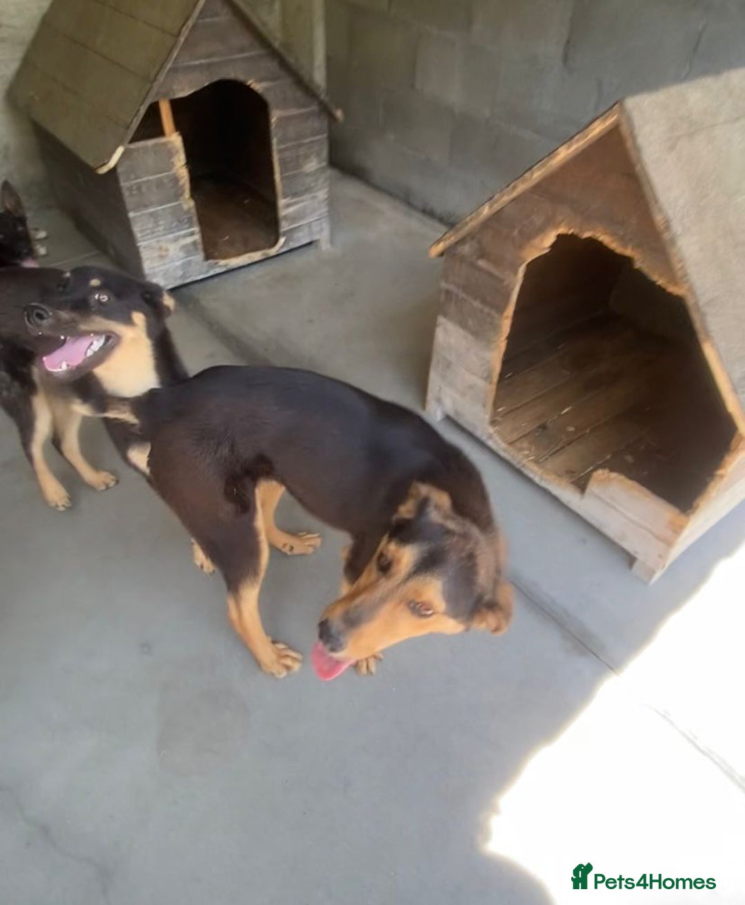 Mixed Breed dogs for adoption: Murphy, 1-2 yrs old. Available for adoption. - Advert 4