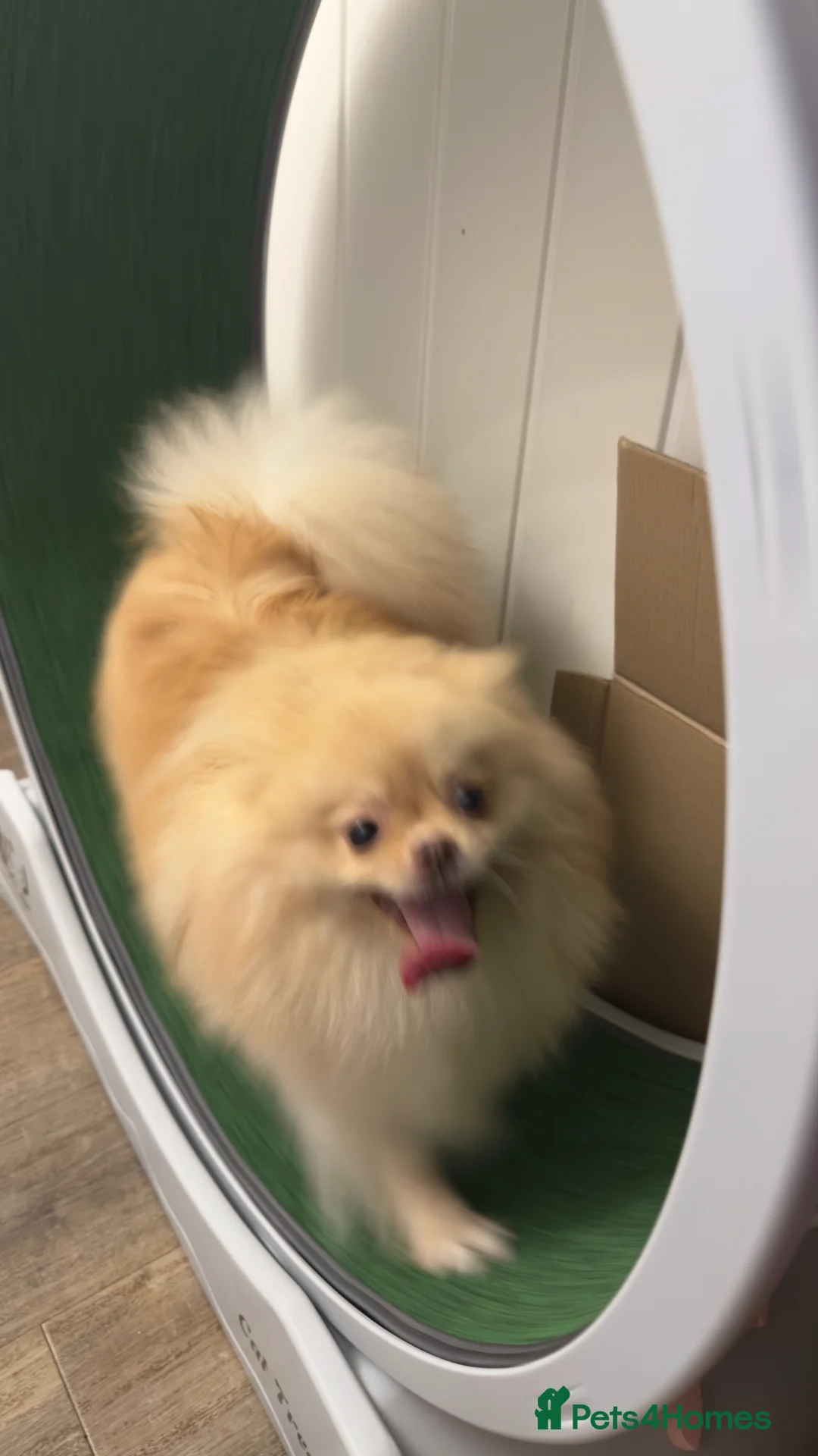 Pomeranian dogs for sale: Cream kc reg champion blood lines Pom  - Advert 2