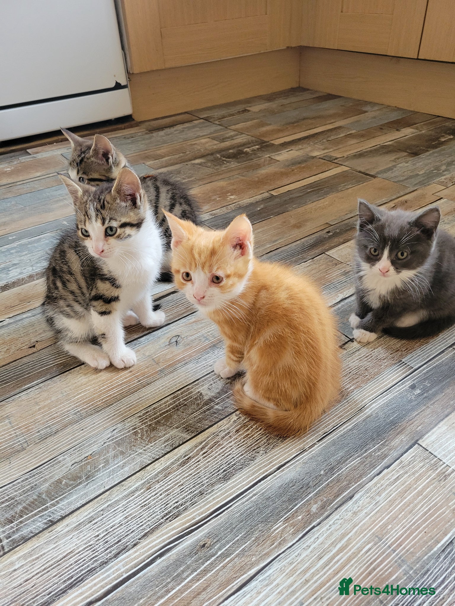 Mixed Breed cats for sale: Very cute kittens - Advert 12