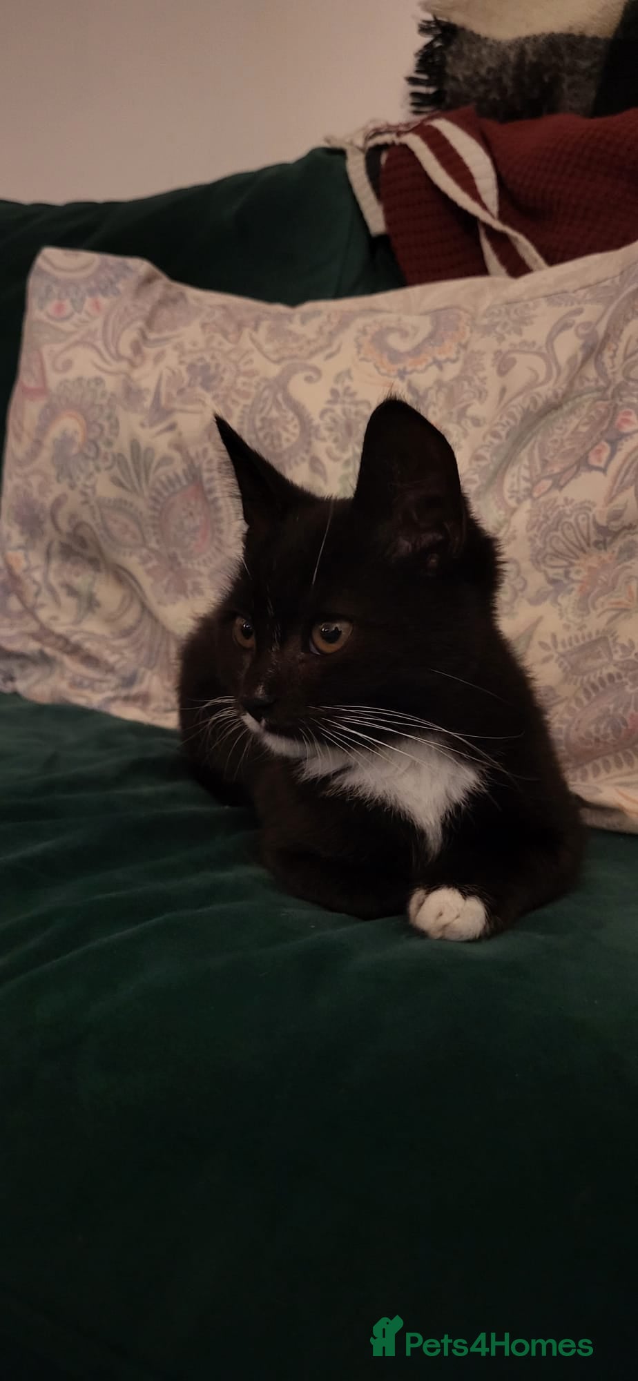 Persian cats Persian mix  female kitten - Advert 13