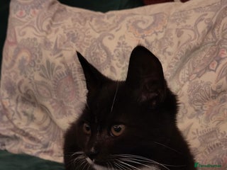 Persian cats Persian mix female kitten - Advert 11