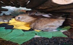 Rex rabbits for sale: Mini rex ready to leave now!! - Image 15