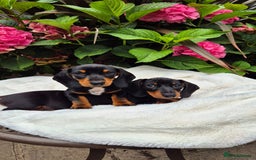 Miniature Dachshund dogs for sale: Ready Now Full Pedigree KC Reg Mini Dachshunds - Image 8