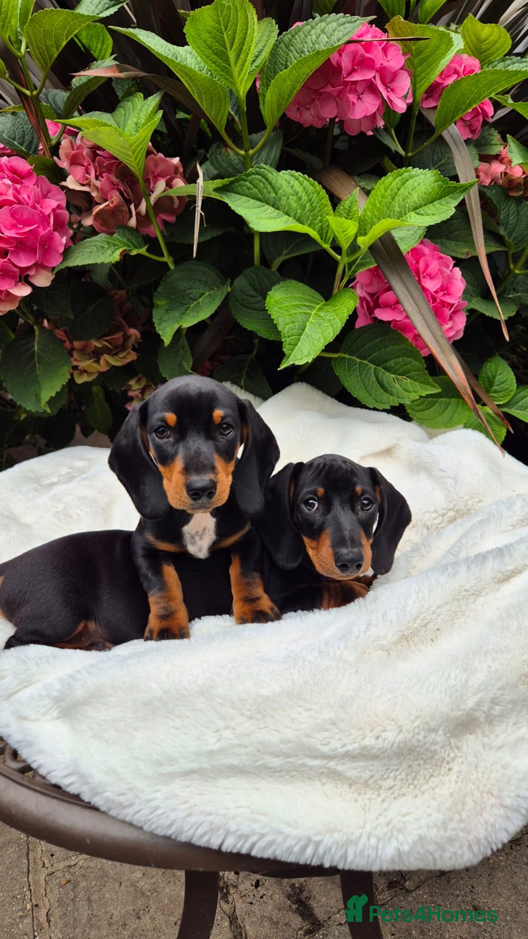 Miniature Dachshund dogs for sale: Ready Now Full Pedigree KC Reg Mini Dachshunds - Image 8