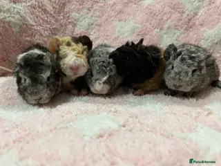 Guinea Pig rodents Lunkarya babies - Advert 1