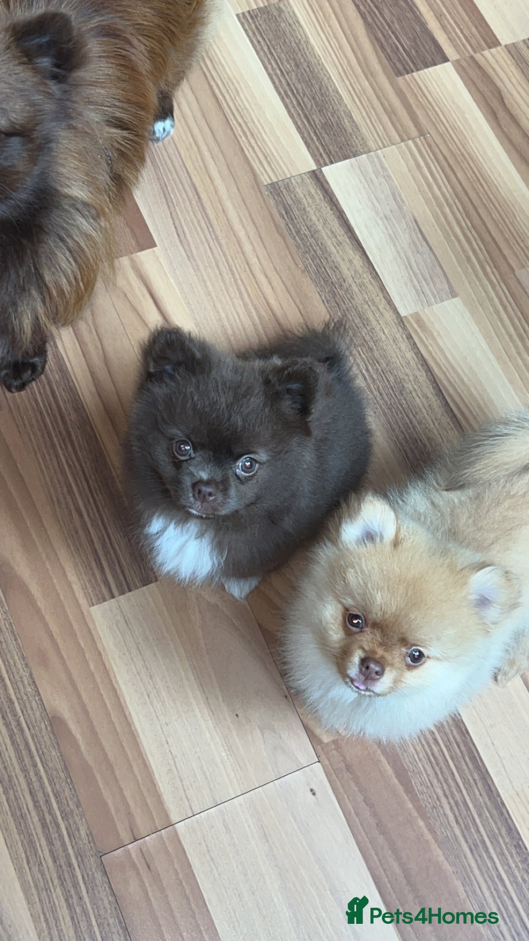 Pomeranian dogs for sale: 1 stunning rare markings Pom ready now  - Advert 19