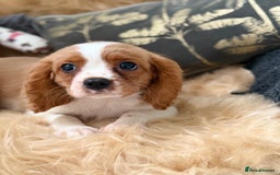 Cavalier King Charles Spaniel dogs for sale: Stunning Cavalier King Charles Spaniel Puppies  in Stafford - Image 17