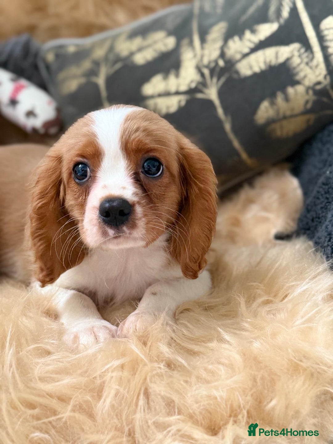 Cavalier King Charles Spaniel dogs for sale: Stunning Cavalier King Charles Spaniel Puppies  in Stafford - Image 17