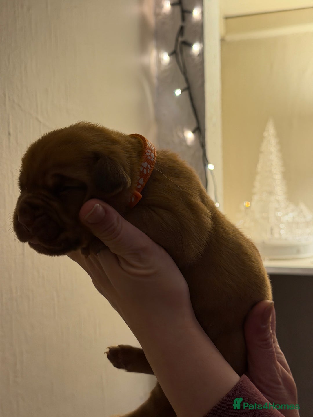 Dogue De Bordeaux dogs for sale: Beautiful Dogue De Bordeaux Puppies - Advert 38