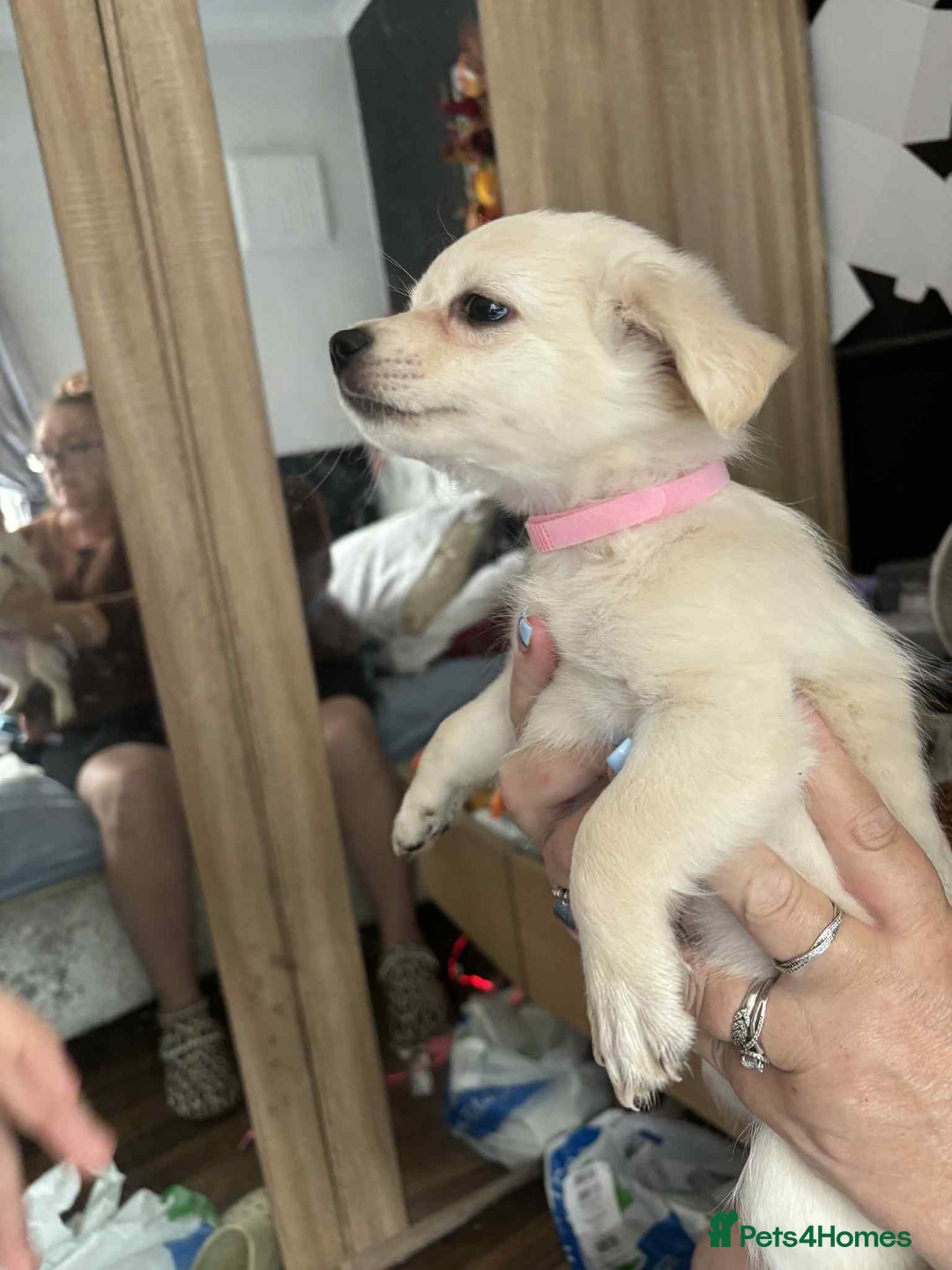 Pomchi dogs for sale: Pomchi puppys  - Image 3