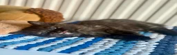 British Longhair cats for sale: Long hair kittens - Advert 15