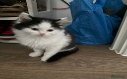 British Shorthair cats for sale: last 3 small beautiful kitties - Image 1