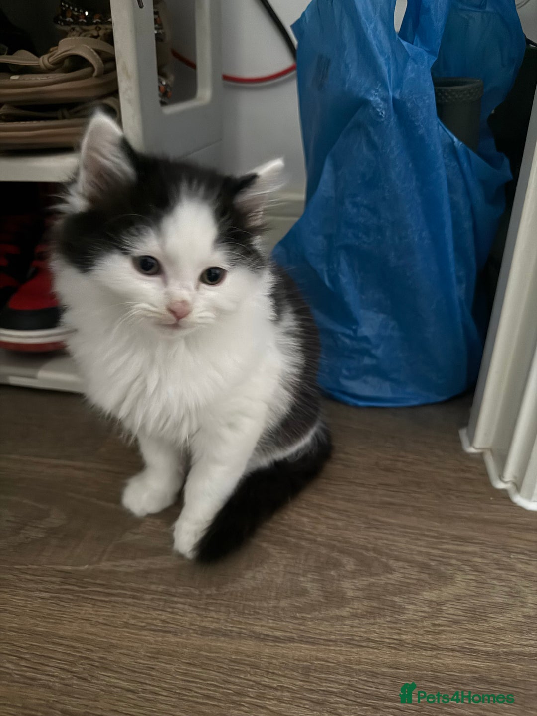 British Shorthair cats for sale: last 3 small beautiful kitties - Image 1