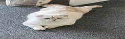 Scottish Fold cats for sale: Adorable Scottish Fold Kittens - Advert 8