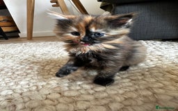 Ragdoll cats for sale: x4 adorable half ragdoll kittens ready to go soon - Image 9