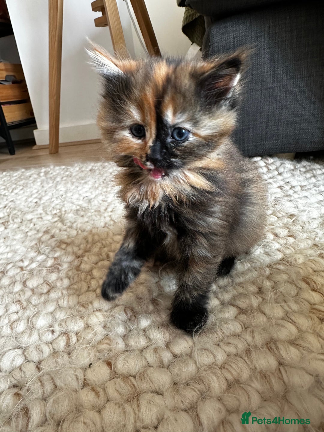 Ragdoll cats for sale: x4 adorable half ragdoll kittens ready to go soon - Image 9