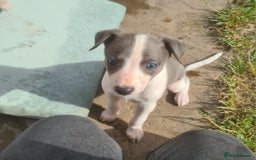 Whippet dogs for sale: Fantastic Whippet puppies - Image 5