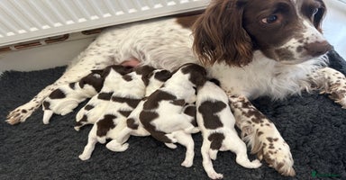 English Springer Spaniel dogs - Advert 7